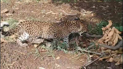 Op on to reunite 2-month-old leopard cub with mother in Barwani
