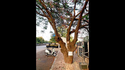 Trees first to go in proposal for flyover, grade separator at crucial Yerawada junction