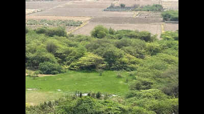 Trees felled, land cleared on 100-acre land parcel along Dwarka Expressway corridor