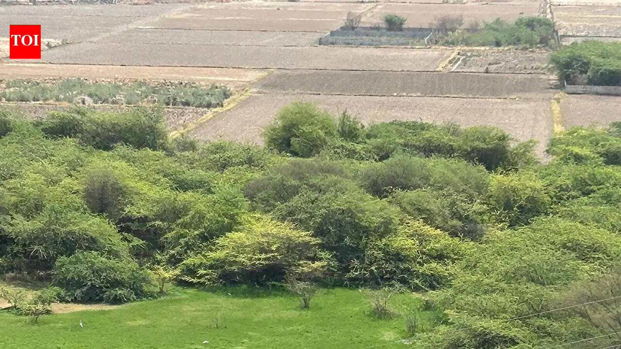 Trees felled, land cleared on 100-acre land parcel along Dwarka Expressway corridor