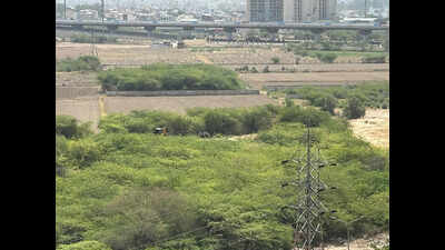 Trees felled, land cleared on 100-acre land parcel along Dwarka Expressway corridor