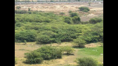 Trees felled, land cleared on 100-acre land parcel along Dwarka Expressway corridor