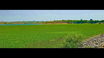 Rs105-Crore Wadi STP Nears Finish, But Will Ambazari Lake Still Receive Sewage?