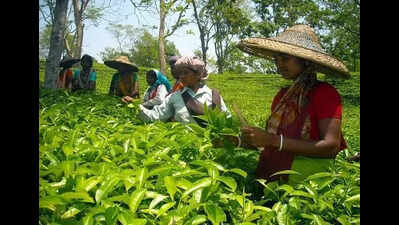 Bengal forms committee, can get 314 cr for tea-workers’ welfare