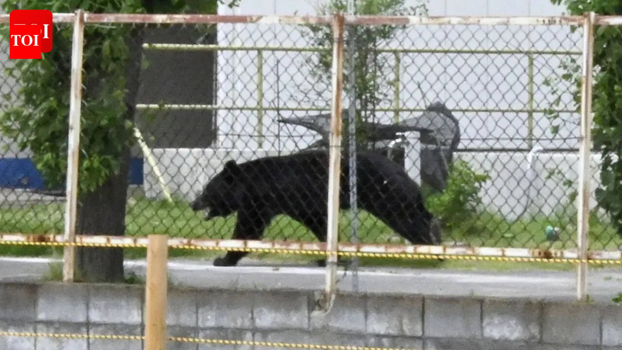 Japanese city closes nearly 100 schools after wild bear sightings: Is the bear caught yet?