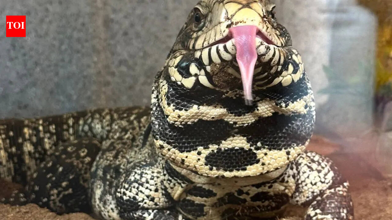 Argentine black and white tegu in Georgia: How a rapidly spreading invasive lizard is forcing emergency control efforts