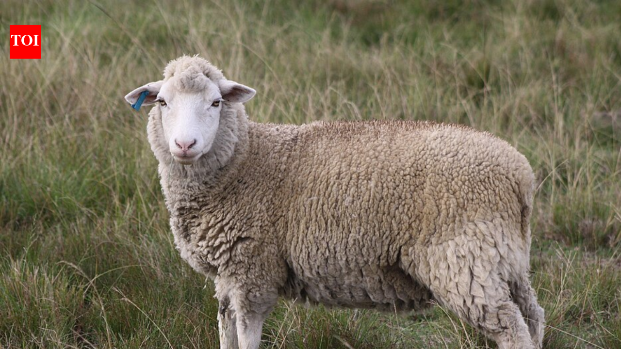 Climate change is putting South Africa’s sheep farmers under strain ...
