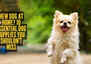 New dog at home? 10 essential dog supplies you shouldn’t miss New dog at home? 10 essential dog supplies you shouldn’t miss