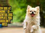 New dog at home? 10 essential dog supplies you shouldn&rsquo;t miss