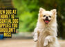 New dog at home? 10 essential dog supplies you shouldn&rsquo;t miss