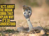 7 facts about the Indian cobra that explain why it&rsquo;s so misunderstood