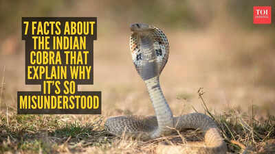 7 facts about the Indian cobra that explain why it’s so misunderstood