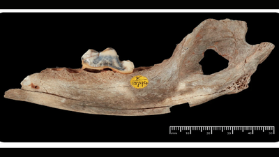 Three 15,800-year-old dog skeletons deliberately placed above a human grave in central Turkey, confirmed via ancient DNA as the world's oldest known domestic dogs