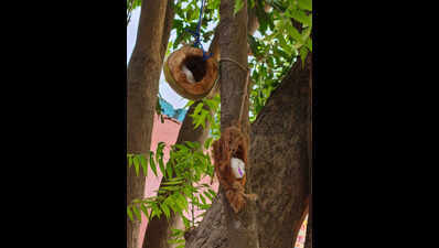 W Champaran govt school students turn waste coconut shells into birds’ habitats