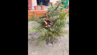 W Champaran govt school students turn waste coconut shells into birds’ habitats