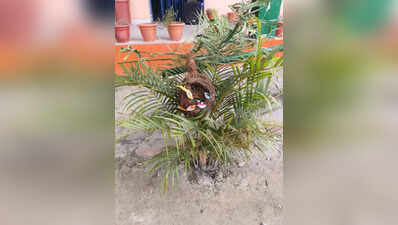 W Champaran govt school students turn waste coconut shells into birds ...