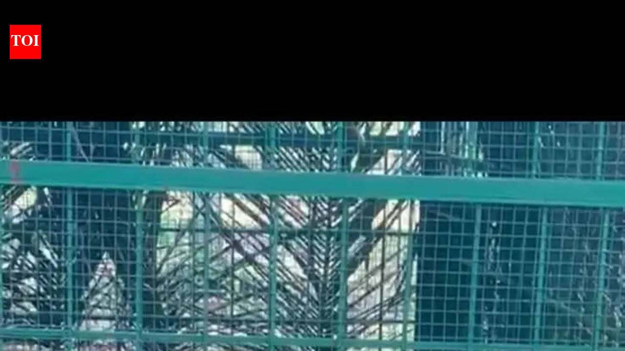 Foresters capture cattle-killing tiger in Hunsur