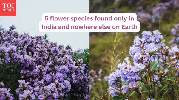 5 flower species found only in India and nowhere else on Earth, and where travellers can see them