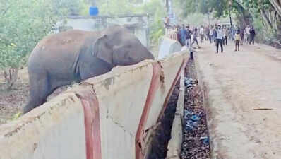 Chhattisgarh elephants knock down hostel boundary wall in Marwahi, crowds gathering for selfies raise safety fears