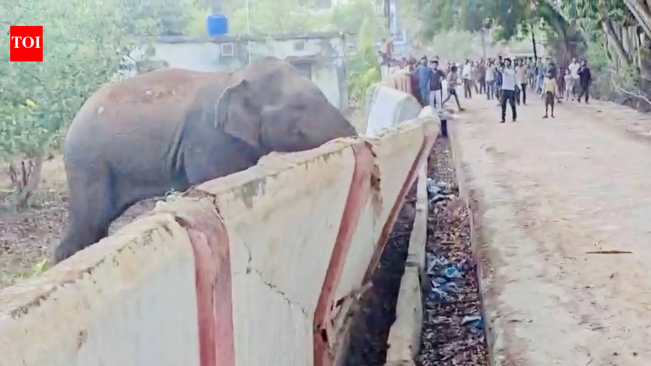Chhattisgarh elephants knock down hostel boundary wall in Marwahi, crowds gathering for selfies raise safety fears