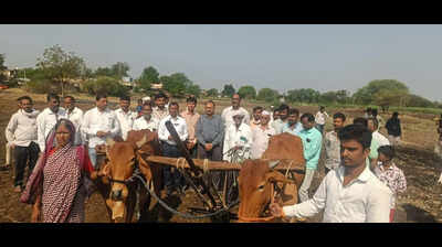 Woman takes dead bull’s place to plough field in Latur village; CM intervenes & ensures relief after opposition outcry