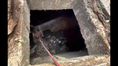 Horse plunges into 6-feet deep stormwater drain