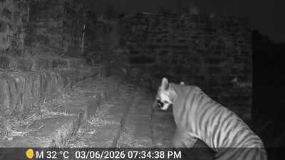 Tiger camps on Raisen Fort hill for 15 days, tourist access restricted