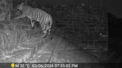 Tiger camps on Raisen Fort hill for 15 days, tourist access restricted
