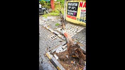 Trees Uprooted In Storm, Car and Huts Damaged