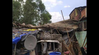 Trees Uprooted In Storm, Car and Huts Damaged