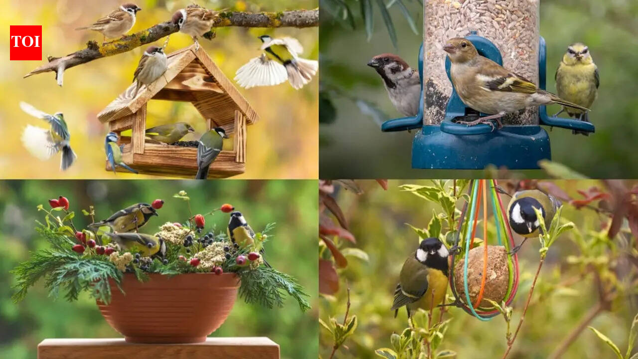 7 things you must do in your garden in order to attract garden birds