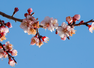 Move over cherry blossoms: Ladakh&rsquo;s Apricot Blossom is just as spectacular; when to go and what to expect