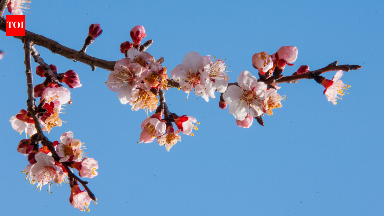 Move over cherry blossoms: Ladakh’s Apricot Blossom is just as spectacular; when to go and what to expect