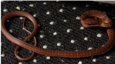 Real-life snakes on a plane terrorizes UK flight: A snake on the loose inside a grounded Boeing Jet from Mexico