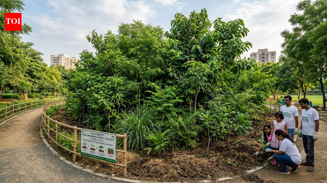 From Tokyo to Delhi: How fast growing 'Miyawaki forests' are reshaping urban landscapes worldwide