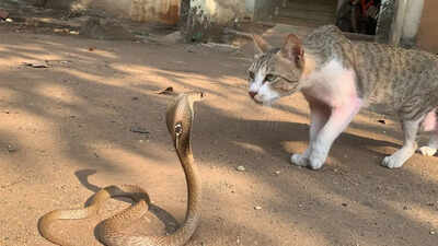  Who is faster in a split-second showdown?