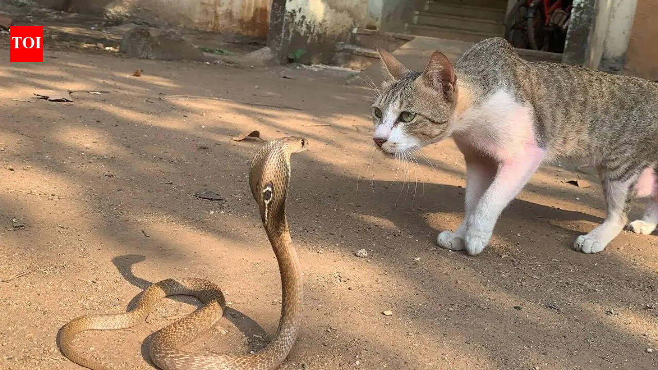Cat reaction time vs snake: Who is faster in a split-second showdown?