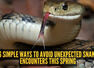 6 simple ways to avoid unexpected snake encounters this spring