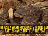 Not just a warning sound: 5 truths about rattlesnakes that flip the fear