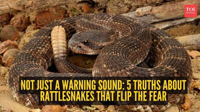 Not just a warning sound: 5 truths about rattlesnakes that flip the fear