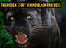 The hidden story behind black panthers: 5 facts that may surprise you