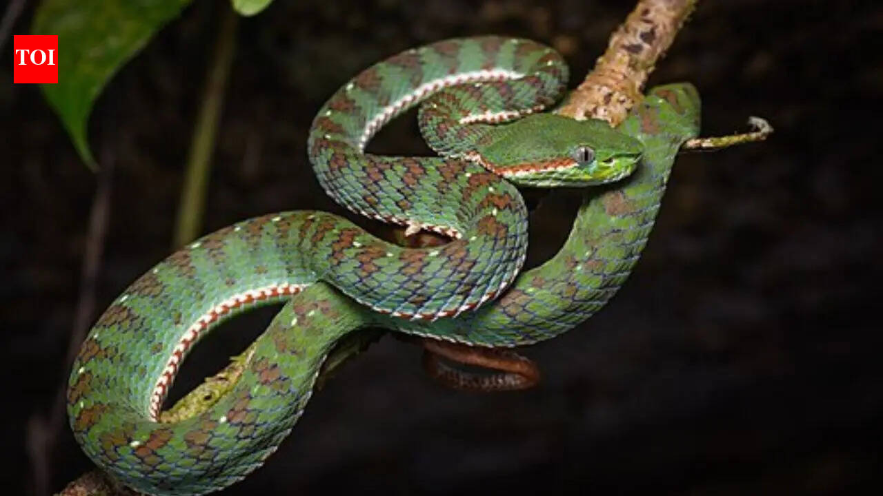 5 snake-filled waters in Rhode Island: Watchaug Pond, Pawtuxet River, Trustom Pond and more