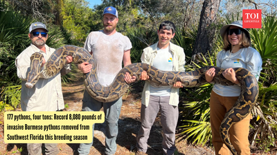 177 pythons, four tons: Record 8,080 pounds of invasive Burmese pythons removed from Southwest Florida this breeding season