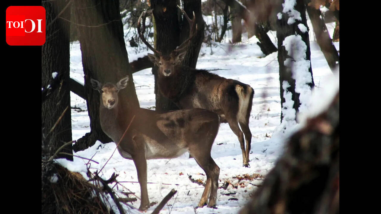 Omar’s Dachigam meet puts hangul’s fragile recovery and shrinking habitat in spotlight
