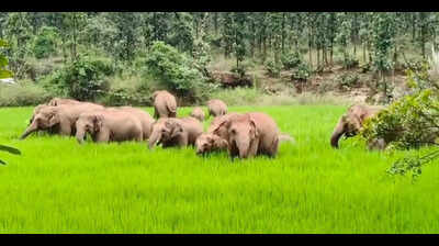 Transit centre in Hazaribag to curb human-elephant conflict