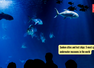 Sunken cities and lost ships: 5 most spectacular underwater museums in the world