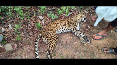 Leopard death on NH-169: Rider’s statement still not recorded after a month