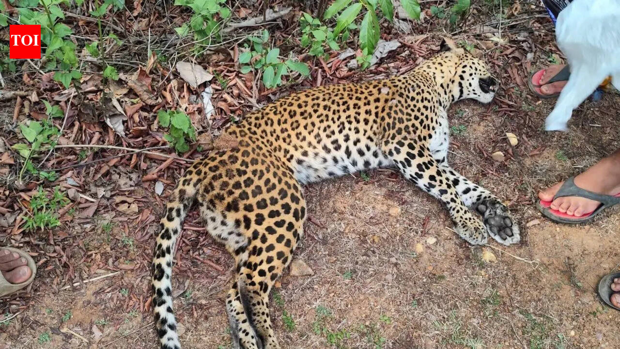 Leopard death on NH-169: Rider’s statement still not recorded after a month