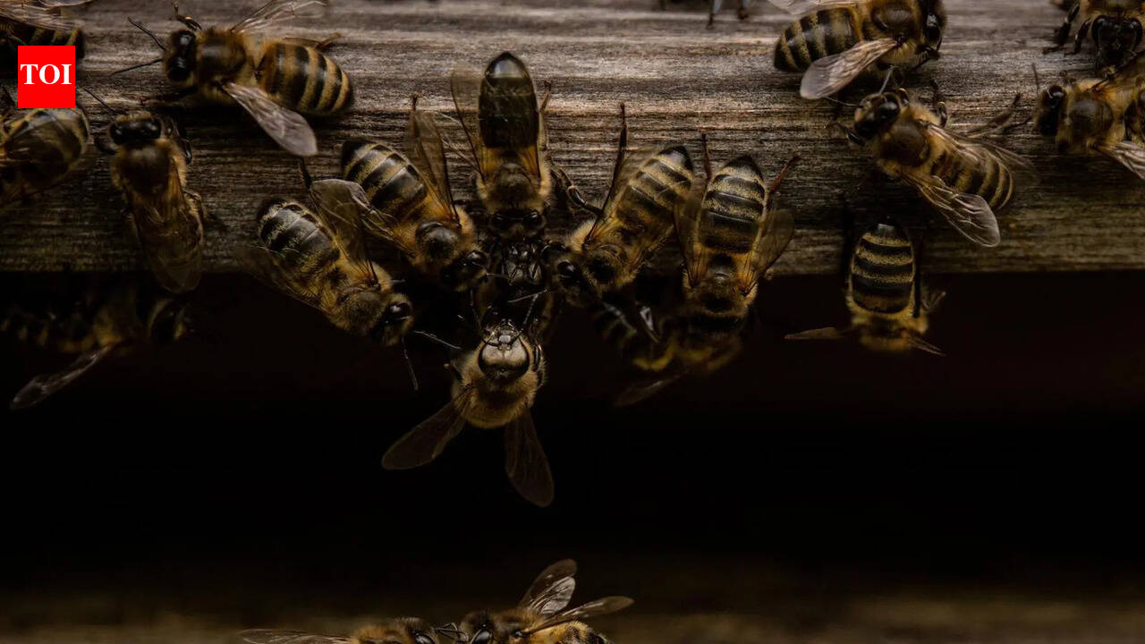 Why Tamil Nadu needs a bee corridor