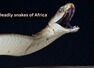 5 venomous snakes you&rsquo;ll only find in Africa and where to spot them